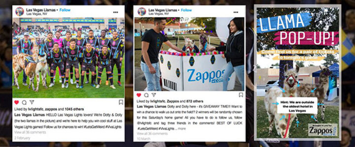 The Nebraska team mocked up what an Instagram account for the Lights’ llamas would look like.
